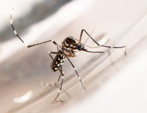 Aziatische tijgermug in Nederland: feiten en risico’s