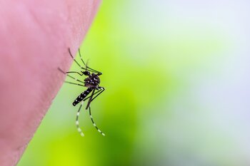 Egyptische tijgermug, Aedes aegypti