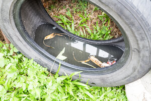Stilstaand water in een oude autoband. Dit is een potentiële broedplaats voor Aziatische tijgermuggen